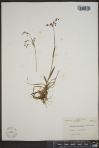 Luzula parviflora image