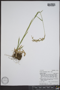 Luzula parviflora image