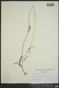 Luzula parviflora image