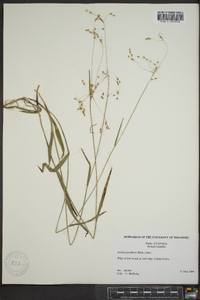 Luzula parviflora image