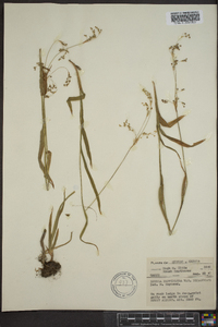 Luzula parviflora image