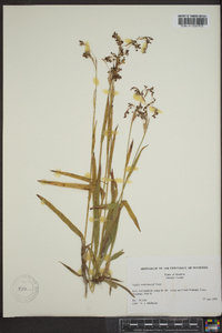 Luzula spicata image