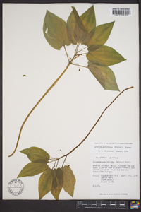 Croomia pauciflora image