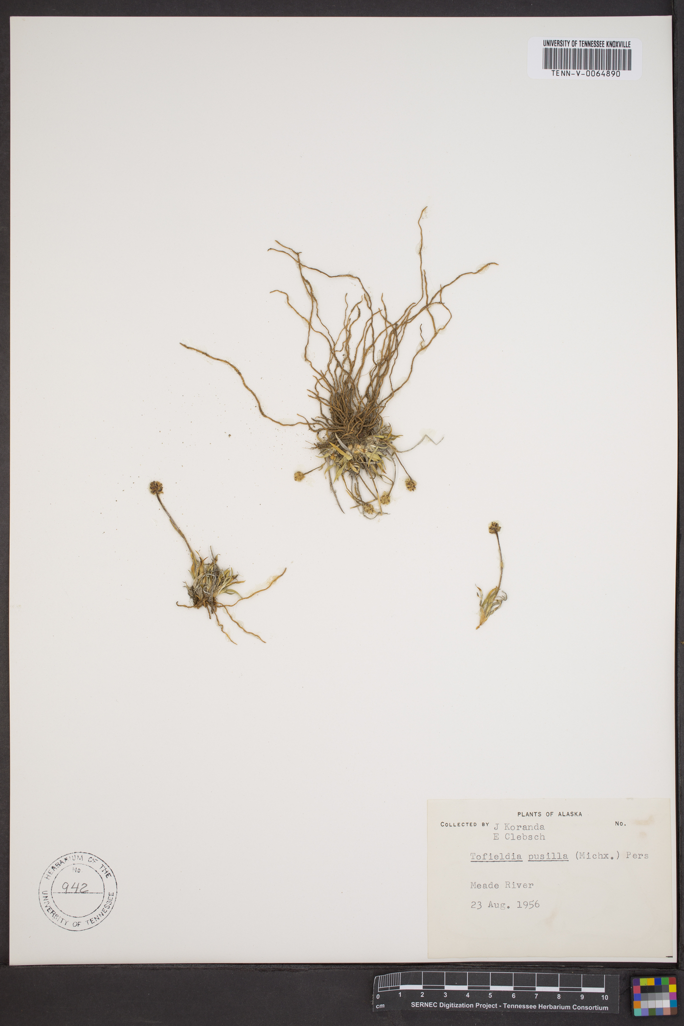 Tofieldia pusilla image
