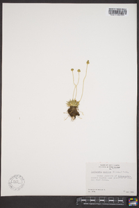 Tofieldia pusilla image