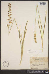 Tofieldia racemosa image