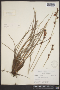 Pleea tenuifolia image