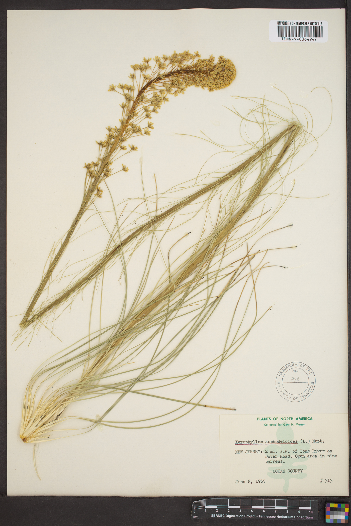 Xerophyllum tenax image
