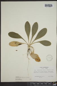 Chamaelirium luteum image