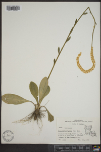 Chamaelirium luteum image