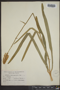 Amianthium muscitoxicum image