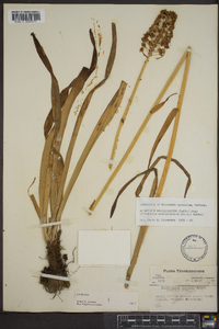 Amianthium muscitoxicum image