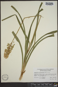 Amianthium muscitoxicum image