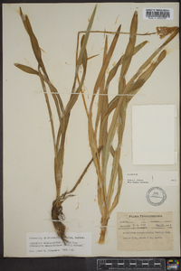 Amianthium muscitoxicum image