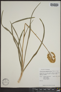 Amianthium muscitoxicum image