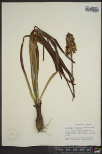 Amianthium muscitoxicum image