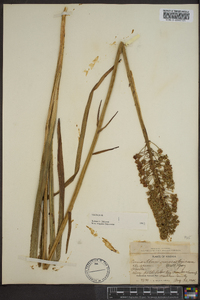 Amianthium muscitoxicum image