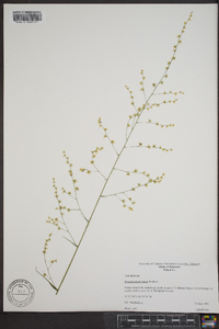 Stenanthium diffusum image