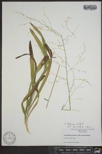 Stenanthium diffusum image