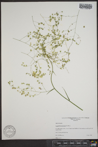 Stenanthium diffusum image