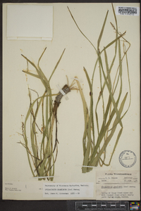 Stenanthium gramineum image