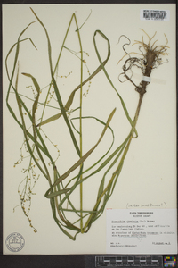 Stenanthium gramineum image