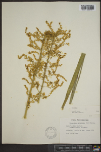 Stenanthium gramineum image