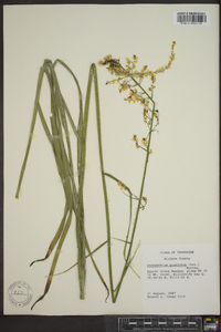 Stenanthium gramineum image