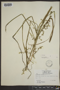 Stenanthium gramineum image