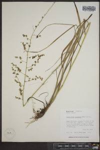 Stenanthium gramineum image