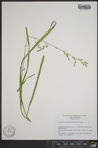 Stenanthium gramineum image