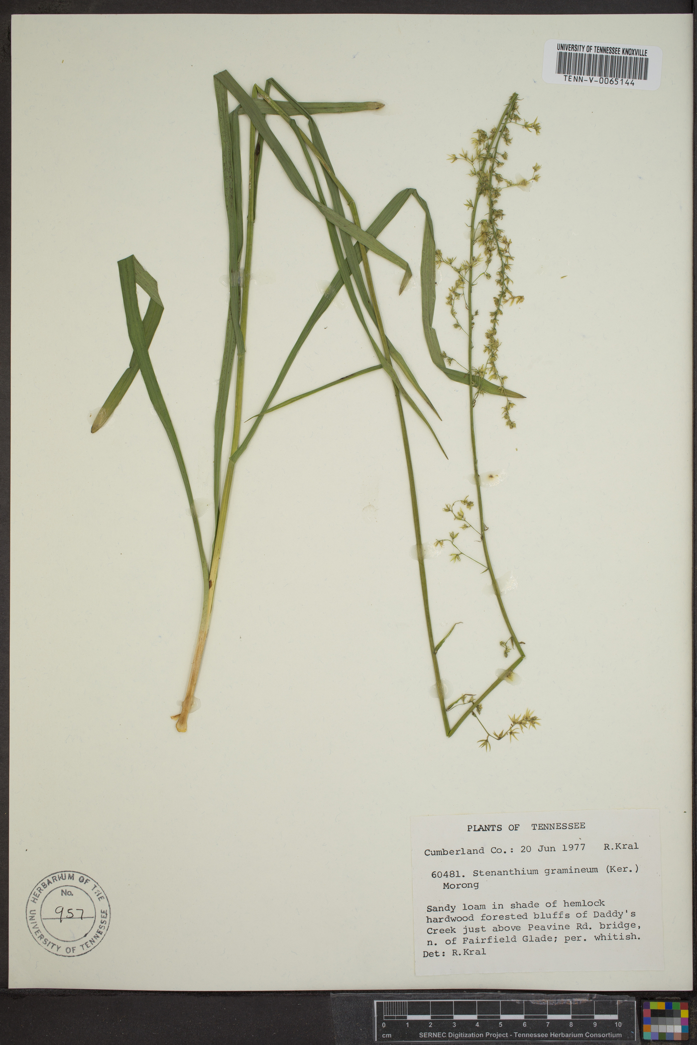 Stenanthium gramineum image