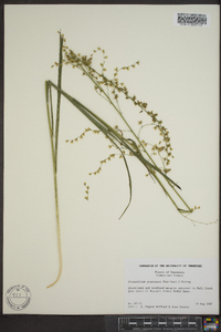 Stenanthium gramineum image