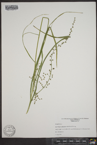 Stenanthium gramineum image