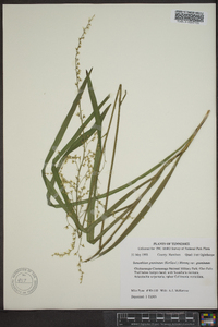 Stenanthium gramineum image