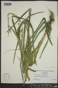 Stenanthium gramineum image