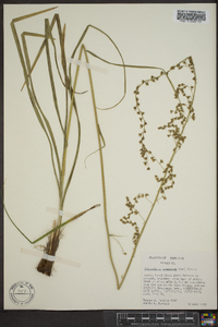 Stenanthium gramineum image