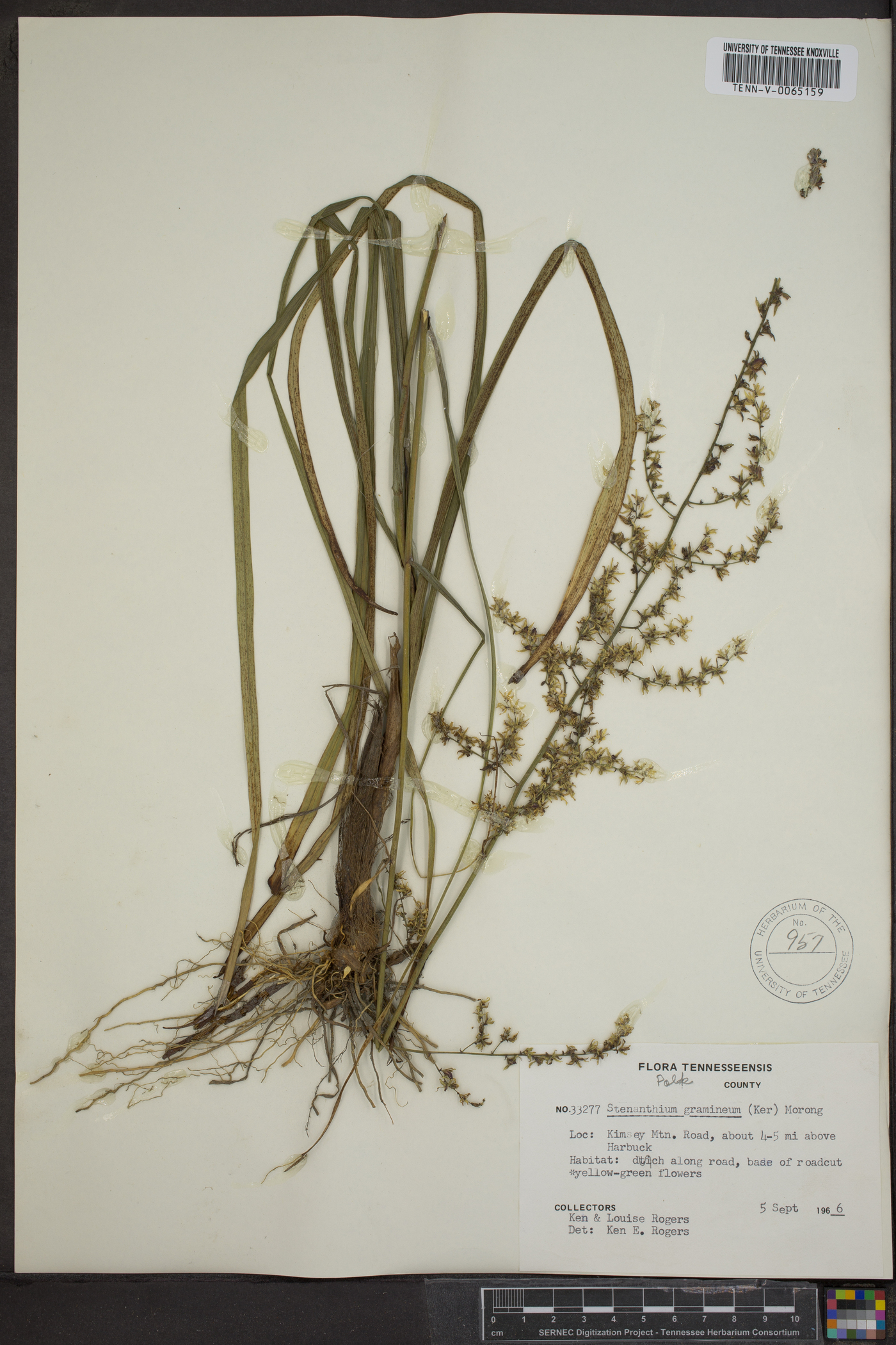 Stenanthium gramineum image