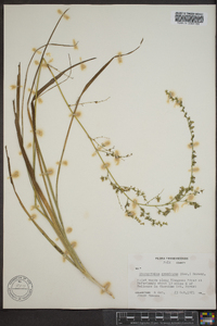 Stenanthium gramineum image