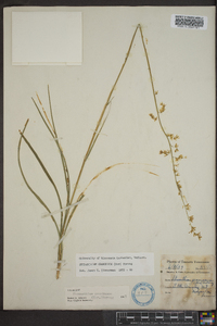 Stenanthium gramineum image