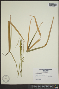 Stenanthium gramineum image