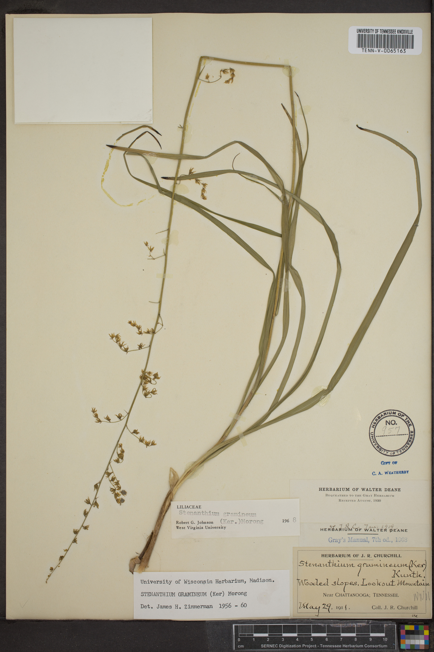 Stenanthium gramineum image