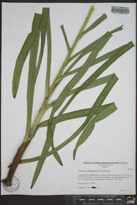 Stenanthium gramineum image