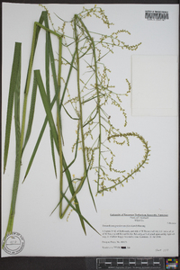 Stenanthium gramineum image