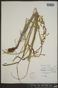 Stenanthium gramineum image