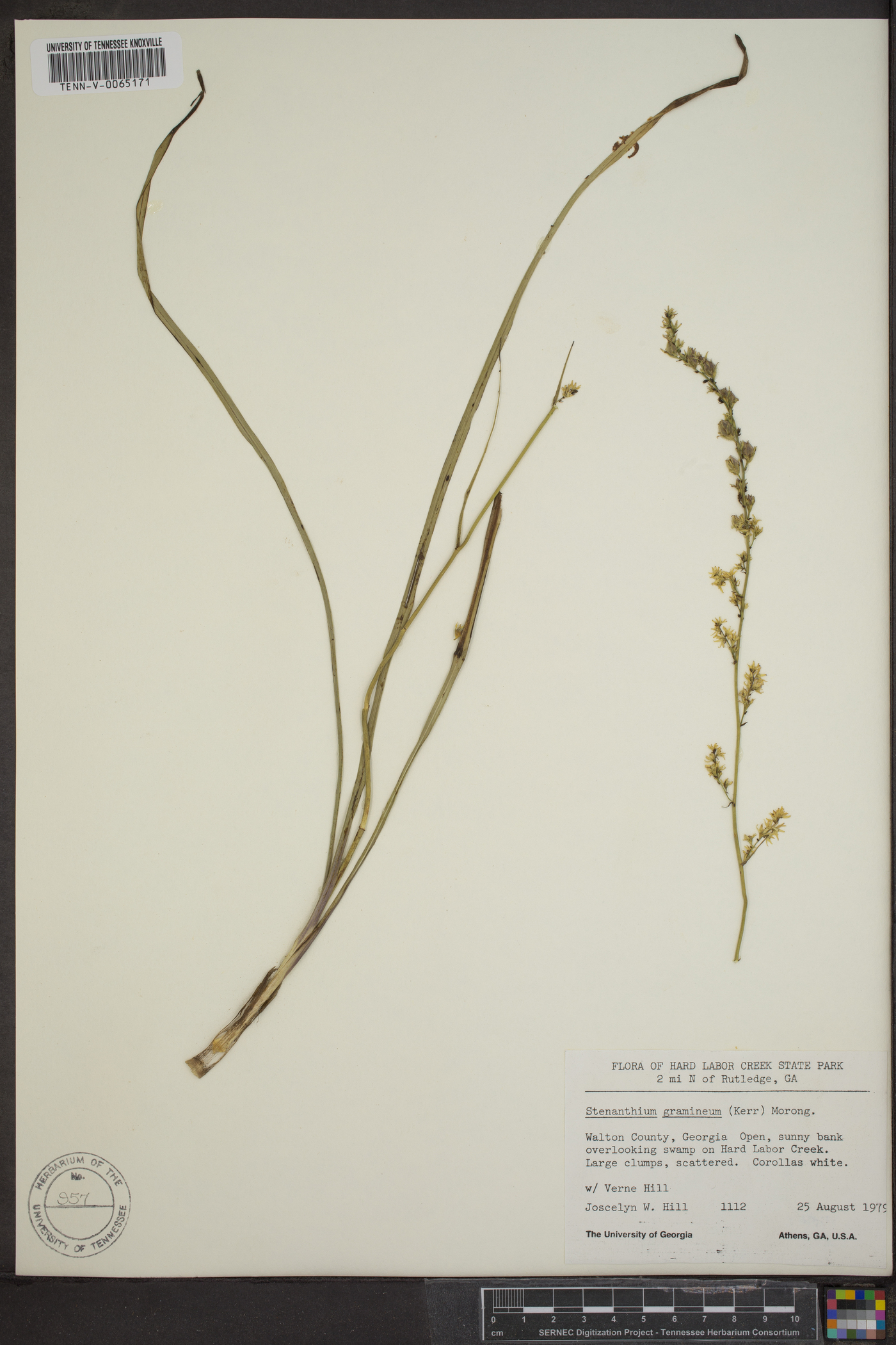 Stenanthium gramineum image