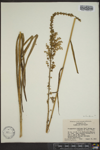 Stenanthium gramineum image