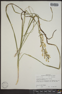 Stenanthium gramineum image