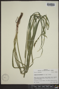 Stenanthium gramineum image