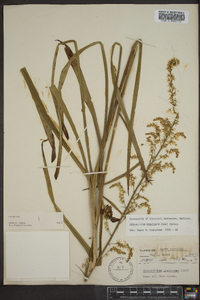 Stenanthium gramineum image